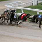 how to bet on dog racing tips